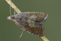 Dichrorampha
