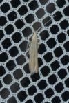 Coleophora glaucicolella