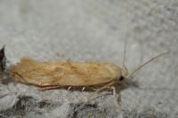 Mompha ochraceella