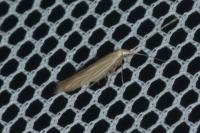 Coleophora taeniipennella