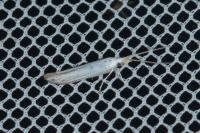 Coleophora kuehnella