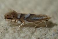 Phyllonorycter maestingella