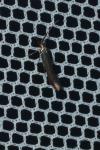 Coleophora mayrella