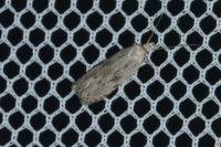 Anarsia spartiella