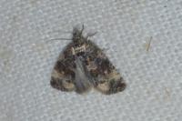 Endothenia marginana