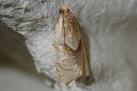 Clepsis rurinana