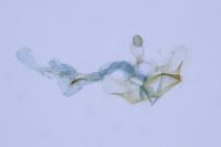 Coleophora glaucicolella