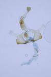 Coleophora kuehnella