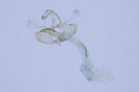 Coleophora mayrella