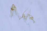 Teleiodes vulgella