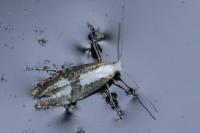 Argyresthia spinosella