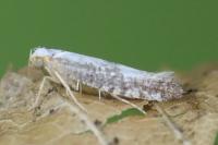 Argyresthia spinosella