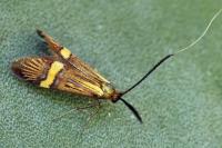 Nemophora scopolii