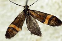 Nemophora scopolii