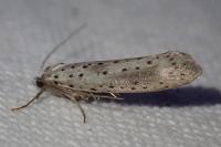 Yponomeuta irrorella