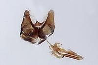 Nemophora scopolii