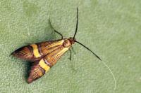 Nemophora scopolii