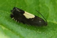 Pammene regiana