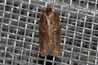 Acleris