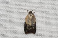 Acleris variegana
