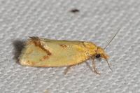 Agapeta hamana