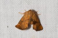 Apoda limacodes