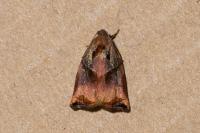 Archips podana