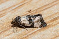 Cochylichroa atricapitana