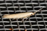 Coleophora
