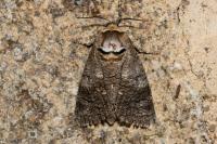 Cossus cossus
