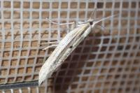 Ypsolopha nemorella