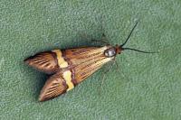 Nemophora scopolii