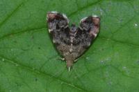 Anthophila fabriciana