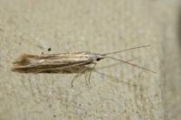 Coleophora