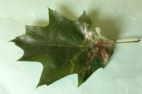 Acrocercops brongniardella
