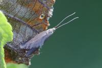 Coleophora serratella
