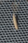 Batrachedra parvulipunctella