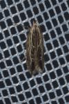 Monochroa palustrellus