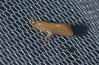 Crassa unitella