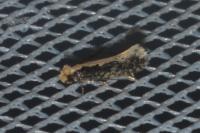 Monopis crocicapitella