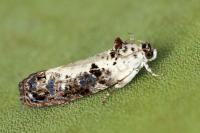 Hedya salicella
