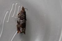 Ancylis achatana