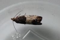 Spilonota ocellana