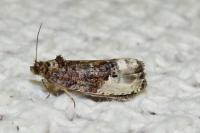 Hedya nubiferana