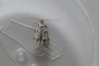 Symmoca signatella