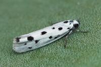 Ethmia dodecea