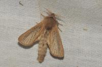 Phragmataecia castaneae