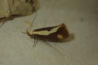 Harpella forficella