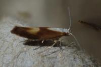 Argyresthia albistria