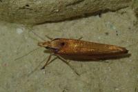 Ypsolopha parenthesella